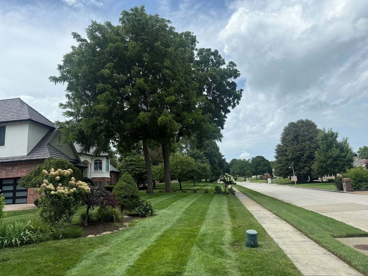 Street view of a striped lawn and landscaped beds