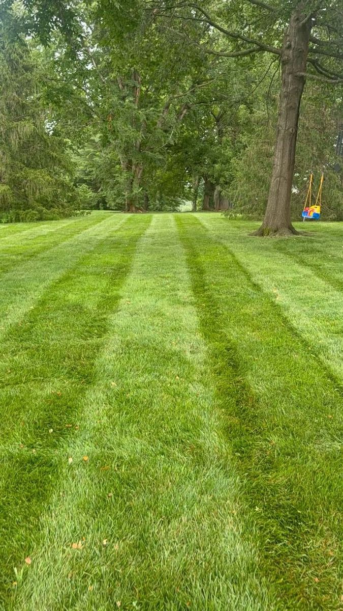 Tree-lined backyard mowed in clean stripes